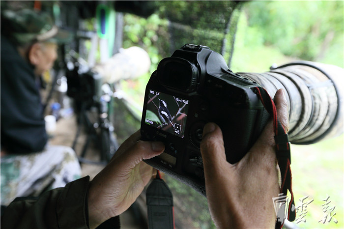 鸟友拍到一只小斑姬鹟