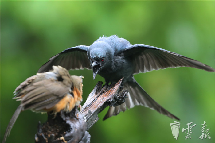 灰卷尾(右)与斑胸钩嘴鹛