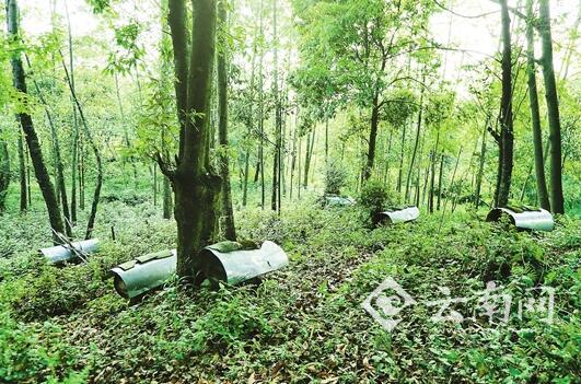 保护区外围林家铺附近蜂场。