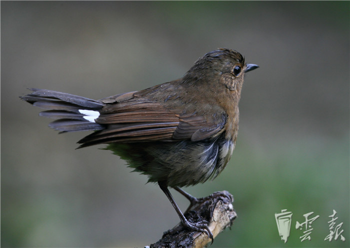 白尾蓝地鸲(雌鸟)