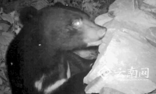 红外线摄像机拍摄视频截图。