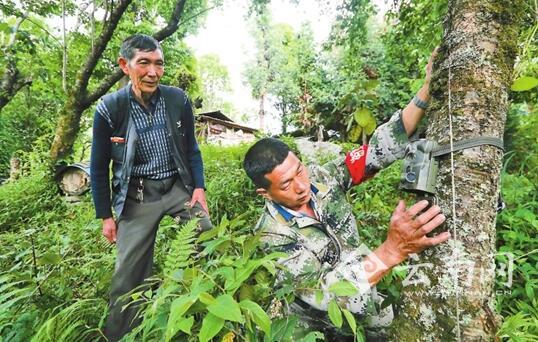 护林员在安装红外线摄像机。