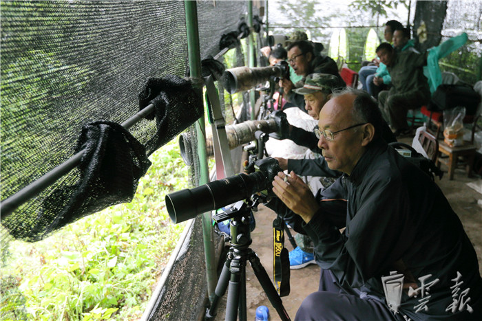 鸟友于天宝在鸟塘里专注拍摄