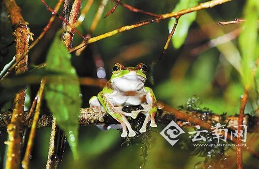 贡山树蛙